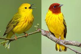 Your warbler juvenile stock images are ready. 10 Potential Changes To North American Checklist Birdwatching