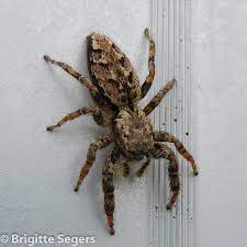 Elle fera sensation et modernisera en un coup d'�il votre d�coration ! Araignee Du Mois 12 Marpissa Muscosa Spidermanneke
