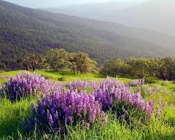 🏡 Short-term rental (STR) operators in inland areas of unincorporated  Humboldt County can now apply for STR permits. On March 5, 2024, the  Humboldt County Board of Supervisors adopted the Short-Term Rental