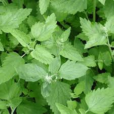 The plants will also reseed all over. Catnip Seeds Natural Seed Bank