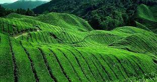 Ladang teh sabah ni macam ladang teh kat cameron highland la jugak, tapi ladang teh dia tak luas macam ladang teh boh tapi pemandangan dia cantik jugak. Orang Sabah Ladang Teh Sabah