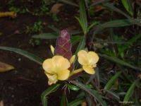 Image result for Barleria galpinii