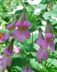 Image result for Scleria rehmannii