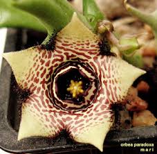 Image result for Orbea paradoxa