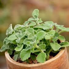 Image result for Plectranthus alboviolaceus