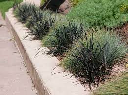 Pin By Ethos Landscape Design On Gardening Grasses Landscaping Landscape Design Front Landscaping
