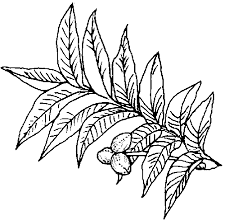 Download and print these texas state symbols coloring pages for free. Tpwd Kids Texas Symbols Tree