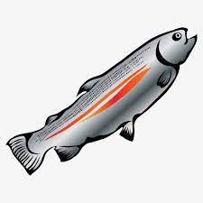 Delicious Rainbow Trout In Vector Form Ingredient Diet Meal Png And Vector With Transparent Background For Free Download Rainbow Trout Aquatic Art Fish Vector