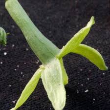 Image result for Trochomeria debilis