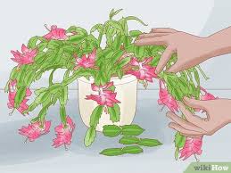 If you've ever tried to plant a garden or grow an indoor houseplant before you already know two things. 3 Ways To Propagate Christmas Cactus Wikihow
