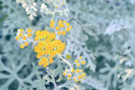 See more ideas about plants, foliage plants, garden. Natural Plant Silver Leaf Sirota On The Link Leaf Flowers Yellow White Grass Pikist