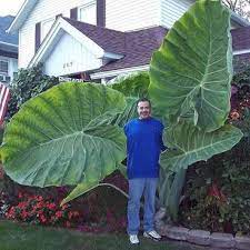 Maybe you would like to learn more about one of these? Elephant Ear 10 Gal Mammoth