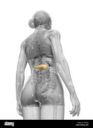 Image result for pancreas location