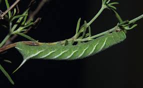 Image result for Ocimum angustifolium