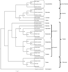 Image result for Amaranthus praetermissus