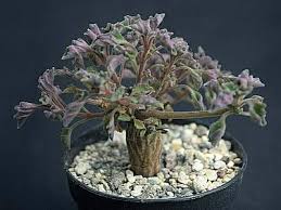 Image result for Aeollanthus rehmannii