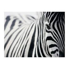 Ikea Us Furniture And Home Furnishings Zebra Pictures Zebra Canvas Zebra Painting