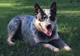 Puppies for sale from dog breeders near texas. Breeders Azrar