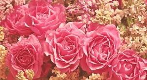 Support us by sharing the content, upvoting wallpapers on the page or sending your own background pictures. 700 Beautiful Free Rose Wallpapers Hd Pixabay