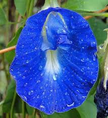 Image result for Clitoria ternatea