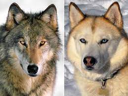 Pet Expert Steve Dale Warns It S Marketing Dogs Are Not Wolves