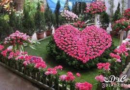 صور ورد منوعة صور ورد بالوان جنان صور ورد متنوعة Rose Garden Landscape Flower Garden Beautiful Flowers
