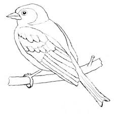 Buchfink Ausmalbild Naturstrolche Ausmalbilder Vogel Ausmalen Ausmalbilder