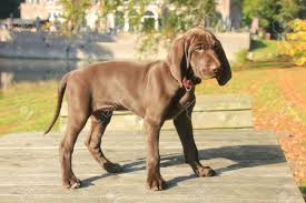 German Shorthaired Pointer Puppy 9 Weeks Old Solid Liver Female