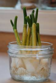 Place the jar on a sunny windowsill and leave it alone apart from changing the water every few days. Regrowing Green Onions In Water
