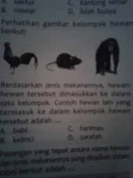 Berdasarkan Jenis Makanannya Hewan Hewan Tersebut Dimasukkan Ke Dalam Satu Kelompok Contoh Hewan Brainly Co Id