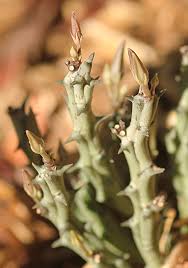 Image result for Orbea lugardii