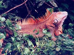 Erythristic Iguana Iguana Pet Baby Animals Animals