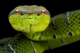 Image result for Daknopholis