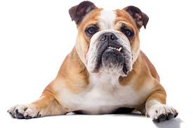 Mascotas Las Razas De Perros Mas Caras Del Mundo Gente Cultura Eltiempo Com El precio del cobre hoy sube a 7.832,50 us dólares la tonelada en la bolsa de metales lme en los mercados de metales se dispararon ante las expectativas de un mayor gasto de estímulo (incluido los precios del cobre subieron a máximos de 7 años y 11 meses. mascotas las razas de perros mas caras