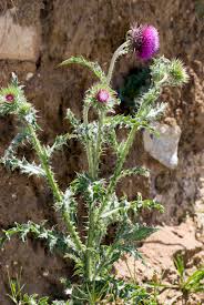 Image result for Carduus