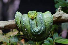 Green Tree Python Reptile Tank Reptiles Snake Cages