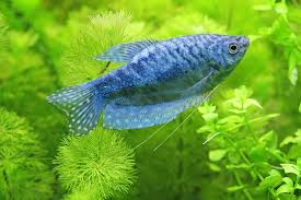 Ikan hias yang berukuran kecil seperti ikan cupang hingga ikan hias berukuran besar seperti arwana relatif tidak membutuhkan perawatan yang rumit. Jenis Ikan Sepat Hias Dan Konsumsi Yang Lincah Ragam Jenis Ikan