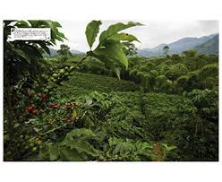 World Atlas of Coffee 2nd Edition