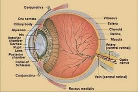 Maybe you would like to learn more about one of these? Anatomi Mata Nasrul Bintang Education