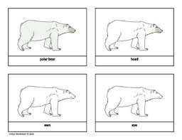 Parts Of A Polar Bear Work Winter Preschool Montessori Winter Preschool Polar Bear Montessori Science Shelf