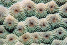 Image result for Diplolophium