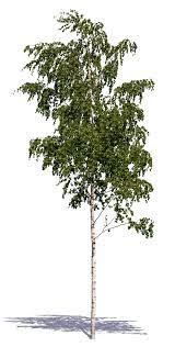 Download a free preview or high quality adobe illustrator ai, eps. Small Birch Vishopper