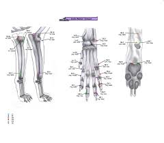 canine acupuncture charts bullitor acupuncture charts