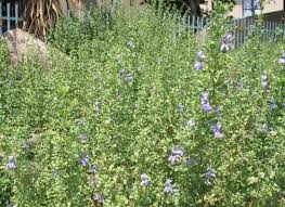 Image result for Dyschoriste albiflora
