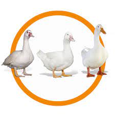 Check spelling or type a new query. Grimaud Freres Leader In Waterfowl And Pigeon Genetics