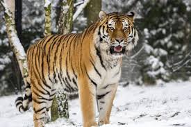 14 Facts About Animals That Have Gone Extinct In The Last 100 Years In 2020 Caspian Tiger Animal Facts Tiger Facts