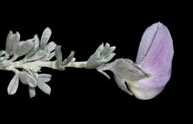 Image result for Lotononis laxa