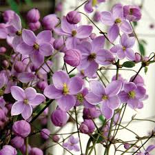 Image result for Thalictrum