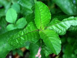 Image result for Petiveria alliacea