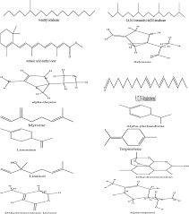 Image result for Hippocratea africana